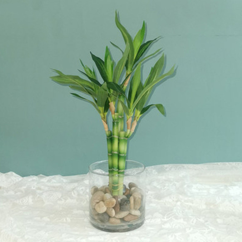 Desk Setup Plant - Nuova Pianta Artificiale di Bambù Portafortuna