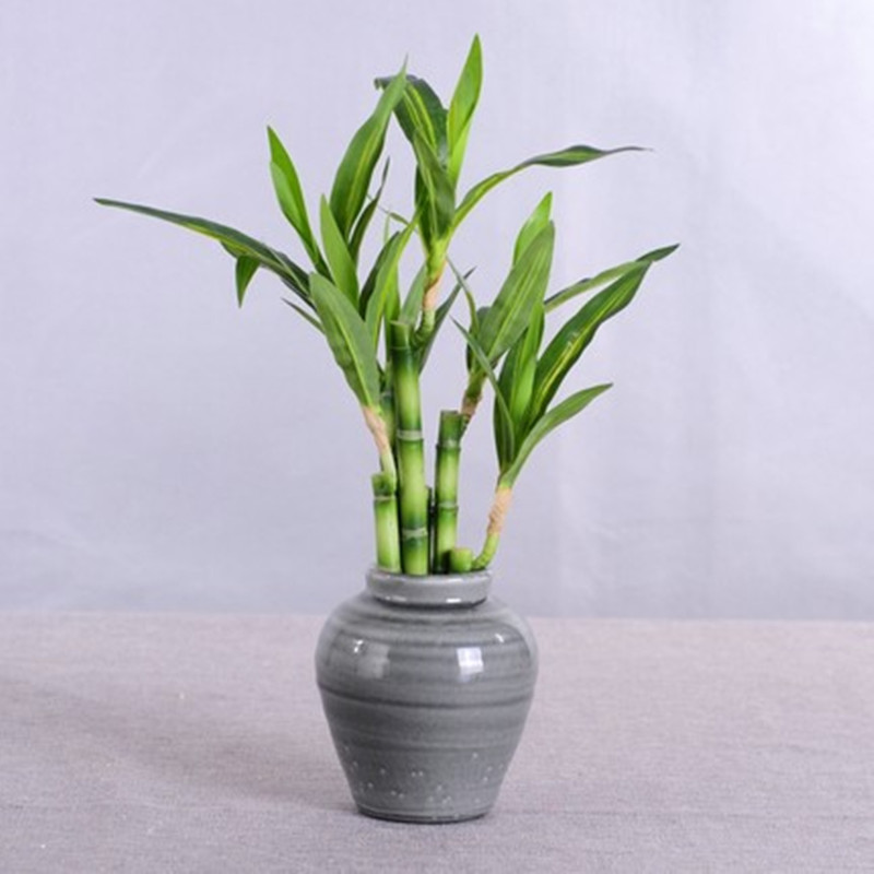 Nuova Pianta Artificiale di Ba - Desk Setup Plant recensione e prezzo